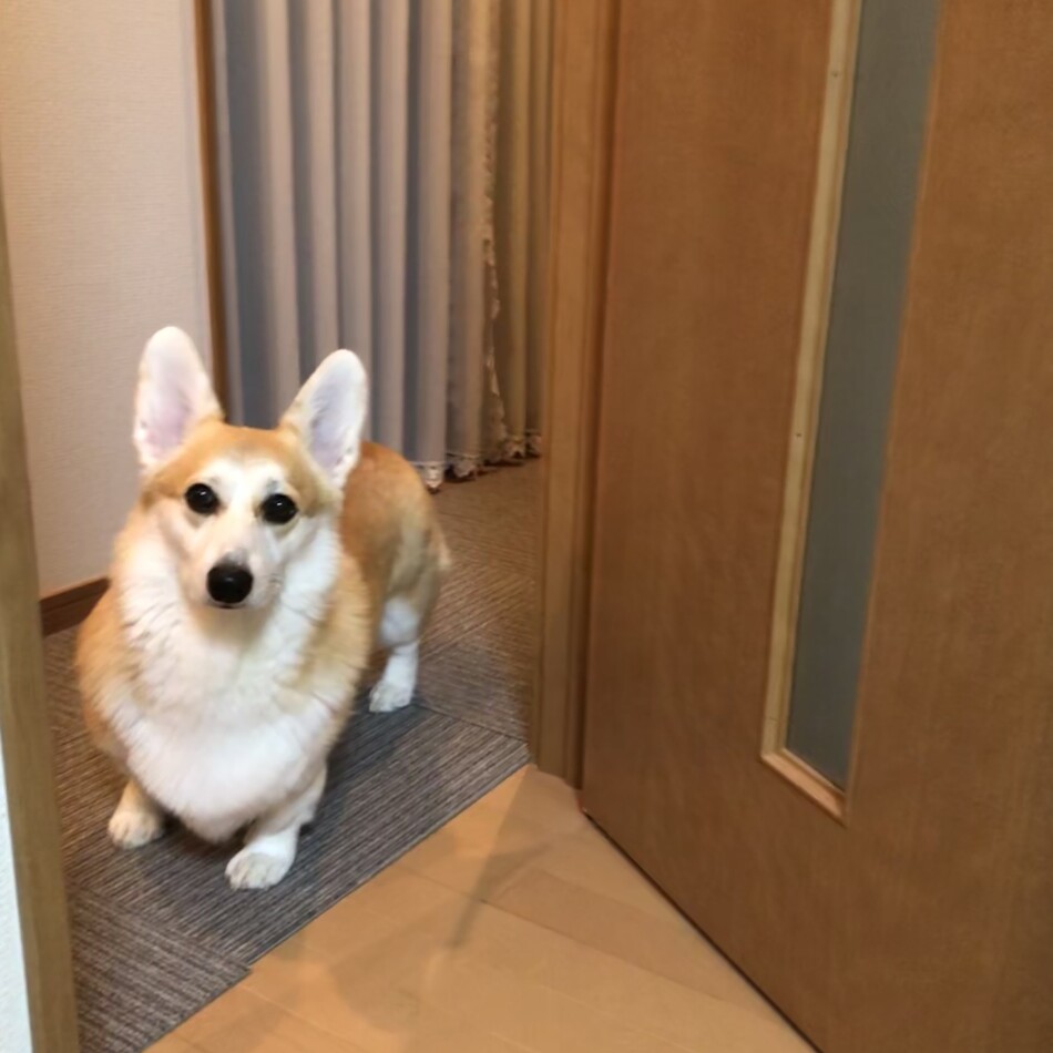 シンバのカバー写真