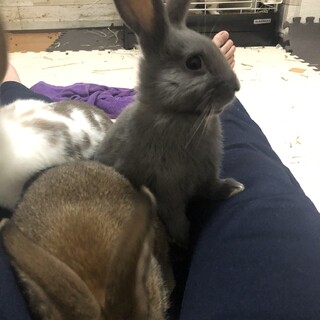 急募！生後2ヶ月子うさぎ