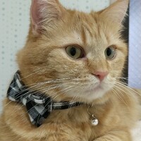 ちゃた