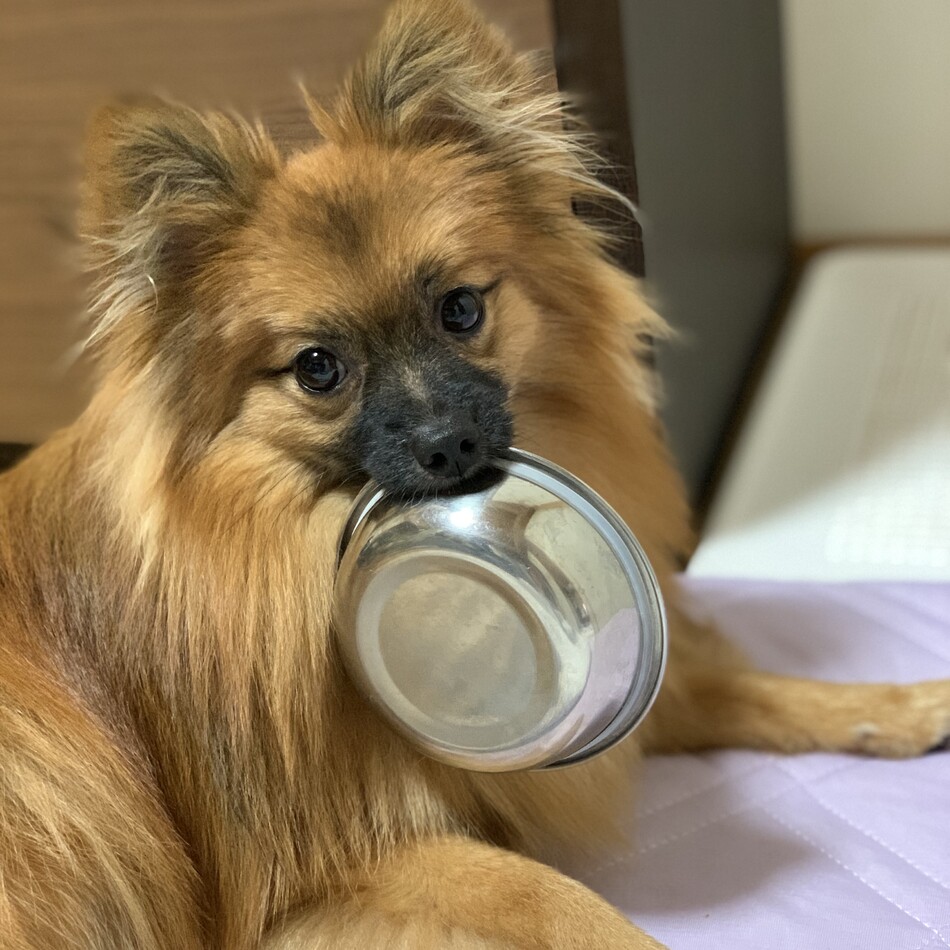 クウタのカバー写真