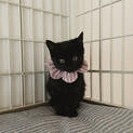 甘えん坊な黒猫子猫ちゃん♪(姉妹猫は募集中)