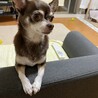 あやつよチョコ