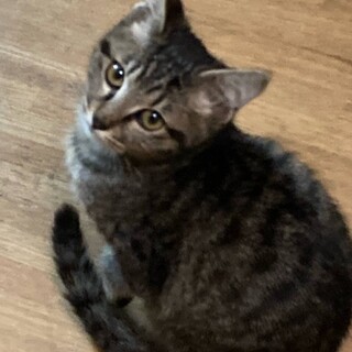 たらこちゃん^_^緊急里親募集中！