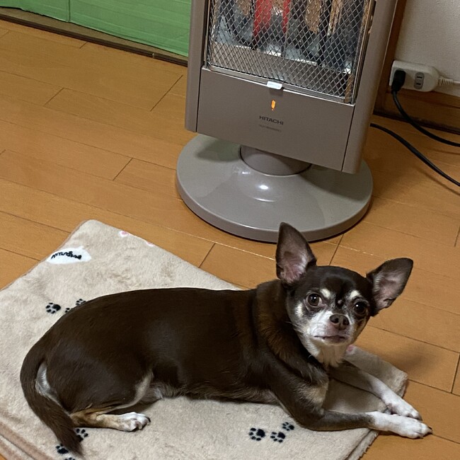 あやつよチョコのカバー写真