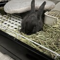ミニウサギ♂　1歳未満
