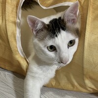 つくね