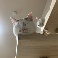 ちくわ