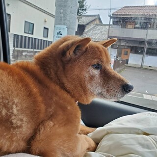 美濃柴★１4歳オス★岐阜～