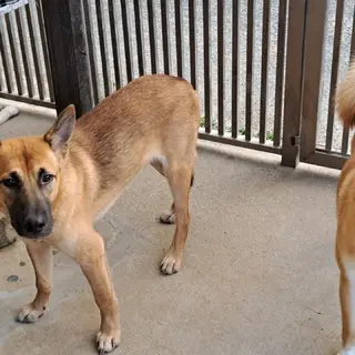 体は大きいけど優しい男の子