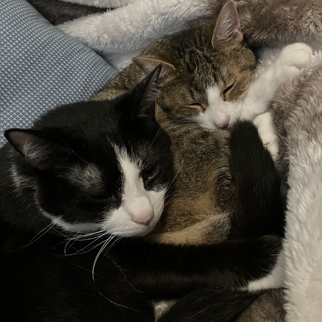 ぬいぐるみのカバー写真