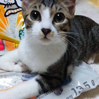 甘えん坊の白キジくん(バロン)