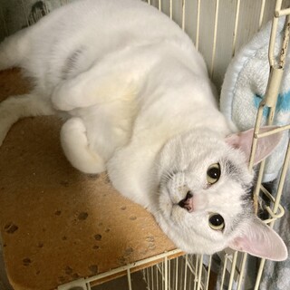 温厚で大人しく甘えん坊。人が大好きゴン太くん。