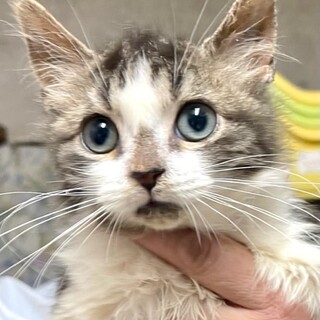 C22-1164　スコ仔猫♪