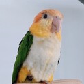 シロハラインコ※受付停止・追記あり