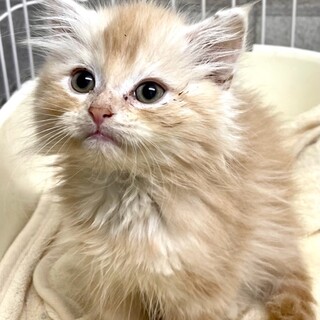 C22-1150　可愛すぎ～スコ仔猫♪