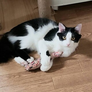 ふさふさ半長毛の若い黒白♂ふく君、怖がりです