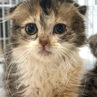 C22-1156　耳垂れスコちゃん♪