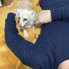 可愛い！ツンデレ？チワワとダックスmix『ぴーち』 サムネイル6