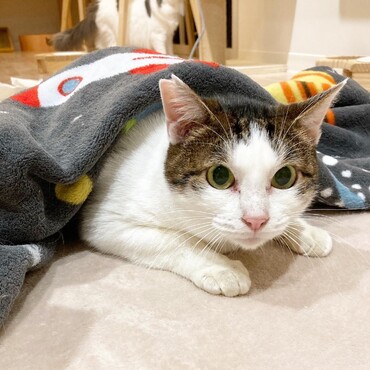 ミモザさん