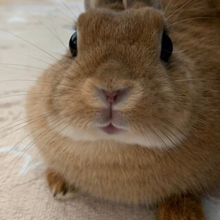 ネザーランドドワーフ女の子！