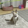れんこん