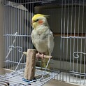 オカメインコ(パール)の里親募集