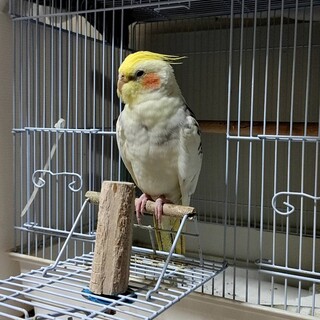 オカメインコ(パール)の里親募集