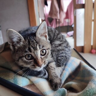 しましま丸顔甘えん坊☆とらみ☆ちゃん