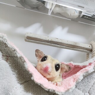 フクロモモンガ3歳男の子