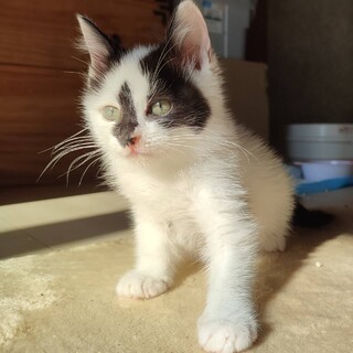 かまってニャンコ♡うっしー♡ちゃん