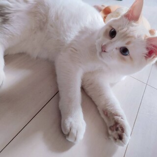 ☆別サイトにて里親決定☆