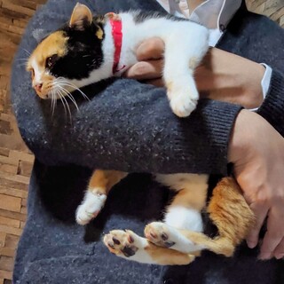 【相談中】撫でられるのが大好きな三毛の女の子