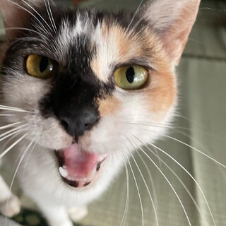 強気な三毛猫さん♀
