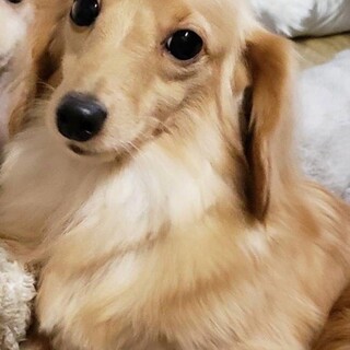 小さなダックスの女の子　カーラちゃん