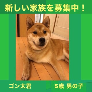 愛嬌たっぷるぽっちゃり男子ゴン太