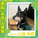 素直で穏やかシーバ君