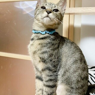 「面談予定」おっとり♪「ゴクウ」ちゃん❤