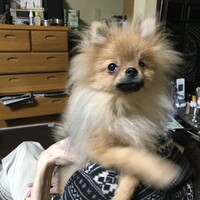 しょう