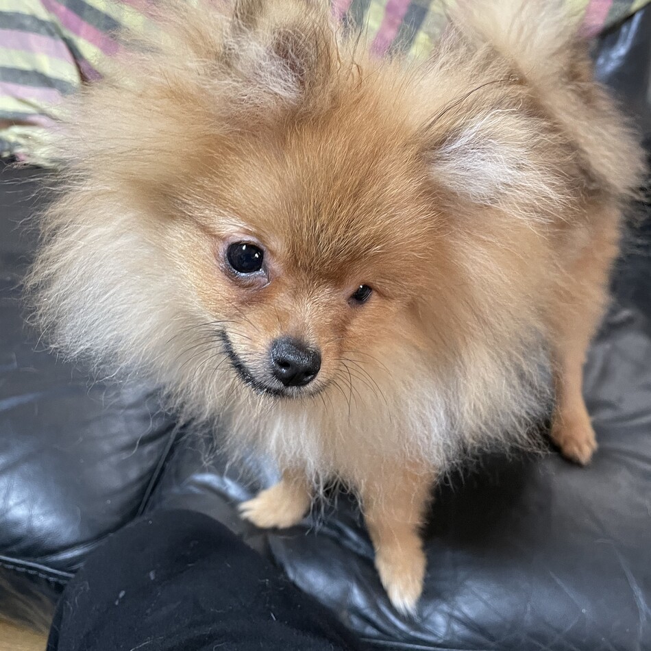 しょうのカバー写真