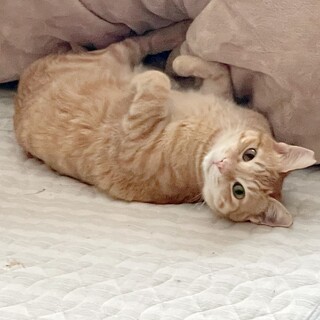 焼肉屋のアイドル猫茶トラ　出戻りでも幸せになりたい