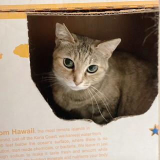 焼肉屋アイドル猫のお母さん　出戻りでも幸せに