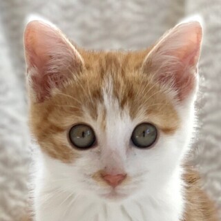 1/22　譲渡会参加予定☆ロックくん