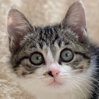 1/22　譲渡会参加予定☆モックちゃん