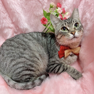 いっぱい遊んでね♪グレーの美猫 ２歳