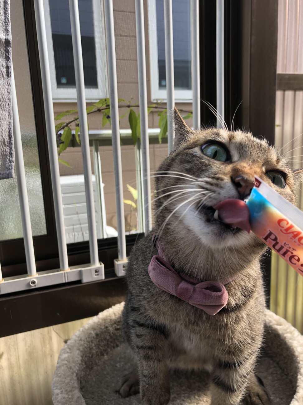 短足みーちゃん サムネイル2