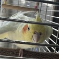 (交渉中)オカメインコ ルチノー雌 3歳
