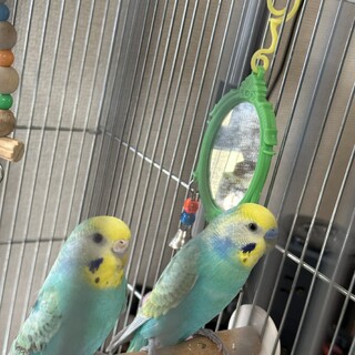 セキセイインコ 1歳ペア