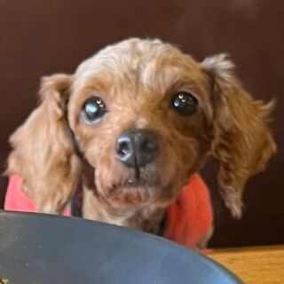 沖縄からやって来た　凛(りん)