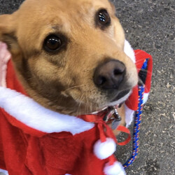 保護犬猫の譲渡会 in せとうちドッグパーク