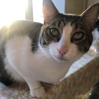 シンちゃん、控えめに甘えて来ます！